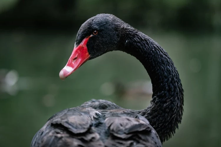 Variations can be beautiful (sometimes) Black swan