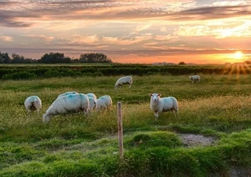 Sheep on farm