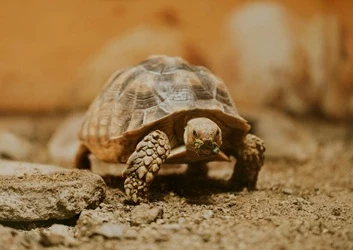 Process Excellence Network