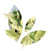 The Scotts Miracle Gro Company, LLC Logo